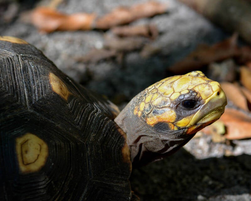 Yellow-Footed Tortoise (1)