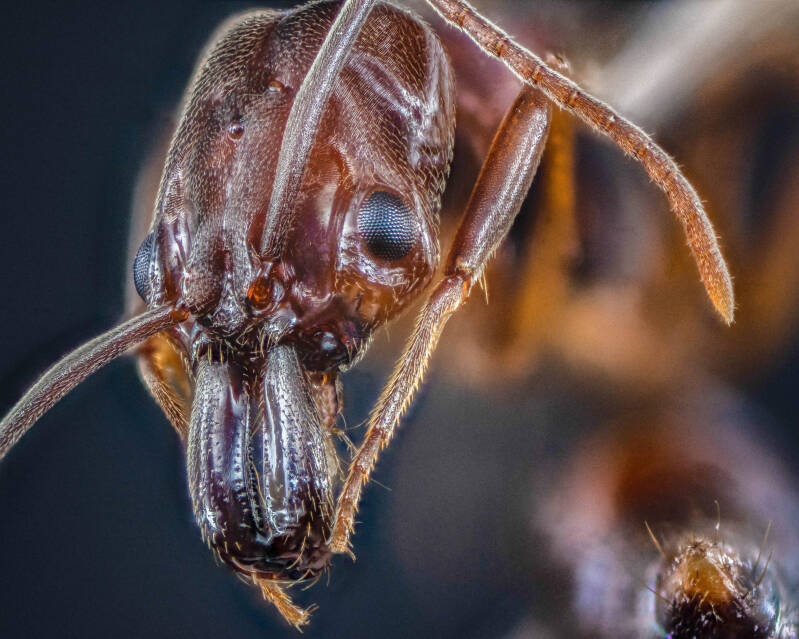 Rough-Node Trap-Jaw Ant (1)