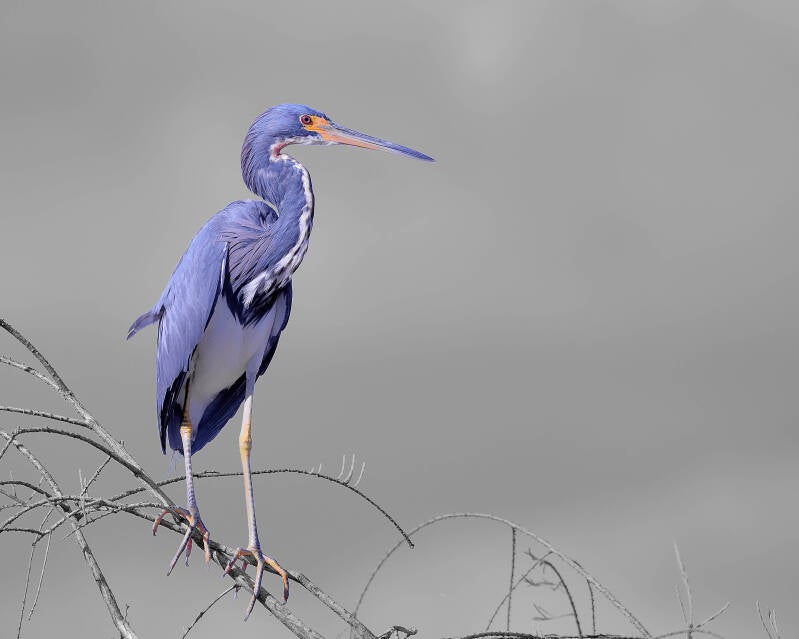 Tricolored Heron (2)