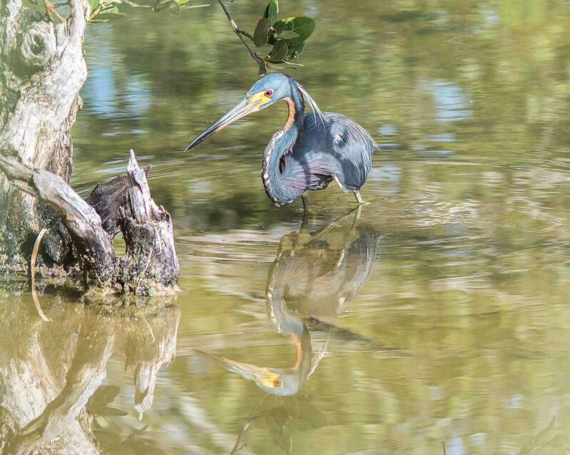 Tricolored Heron (1)
