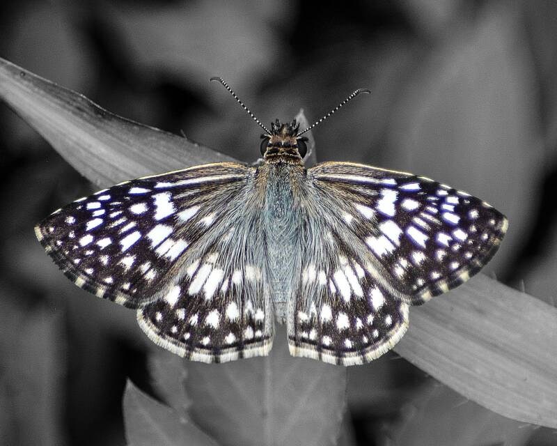 Tropical Checkered Skipper (1)