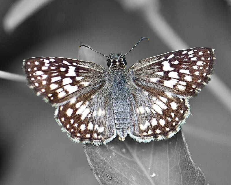 Tropical Checkered Skipper (2)