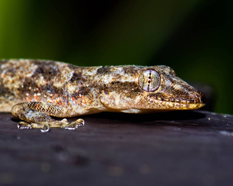 Tropical House Gecko (2)