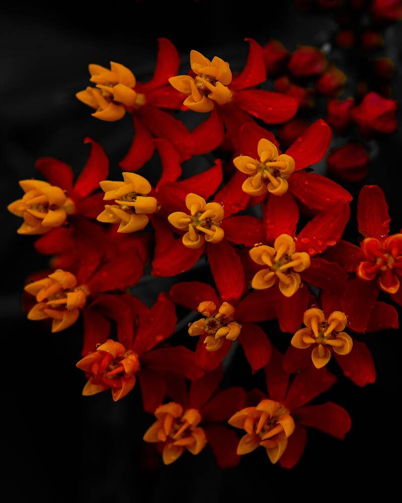 Tropical Milkweed (1)