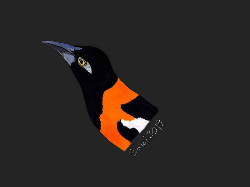 Troupial