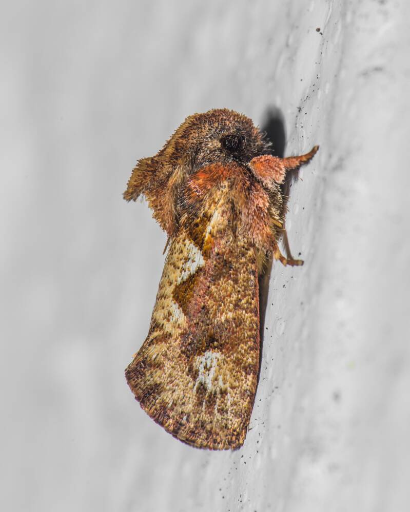 Tubeworm Moth (1)