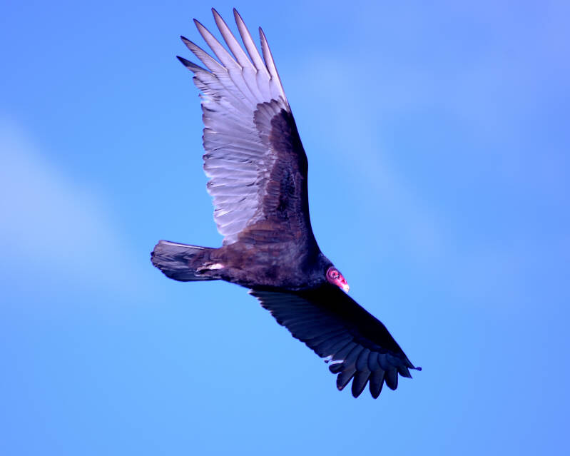 Turkey Vulture (3)