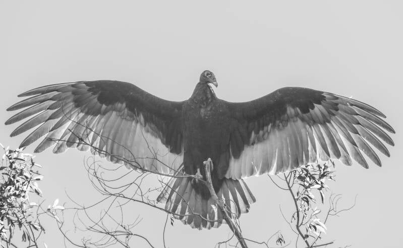 Turkey Vulture (2)