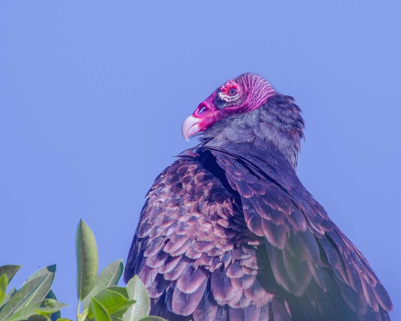 Turkey Vulture (1)