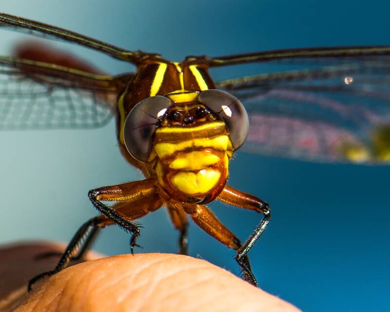 Two-Striped Forceptail (1)
