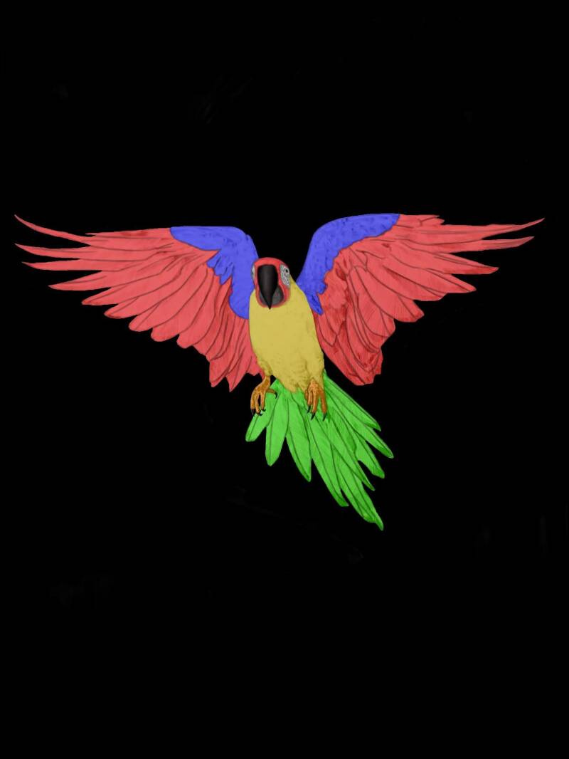 Macaw
