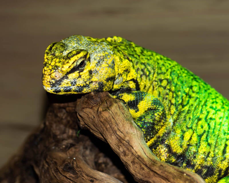 Uromastyx (1)