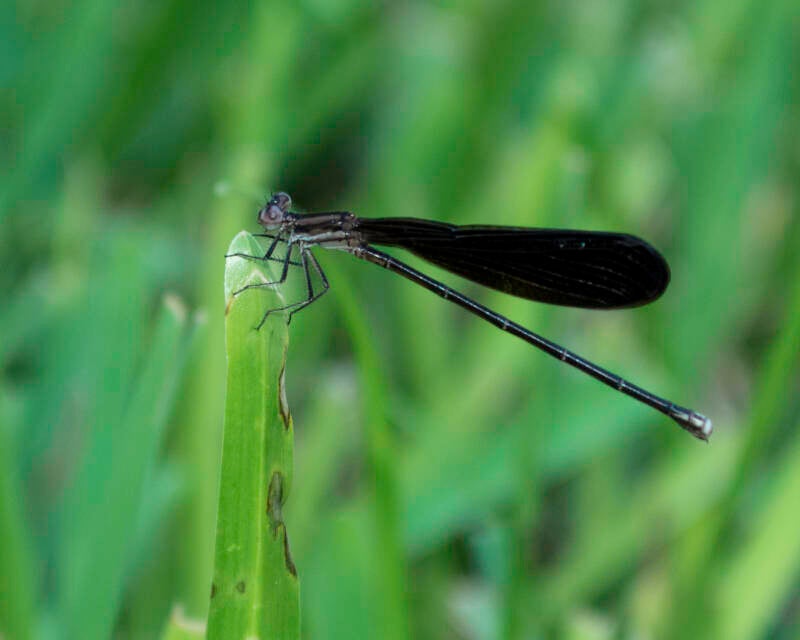 Variable Dancer (1)