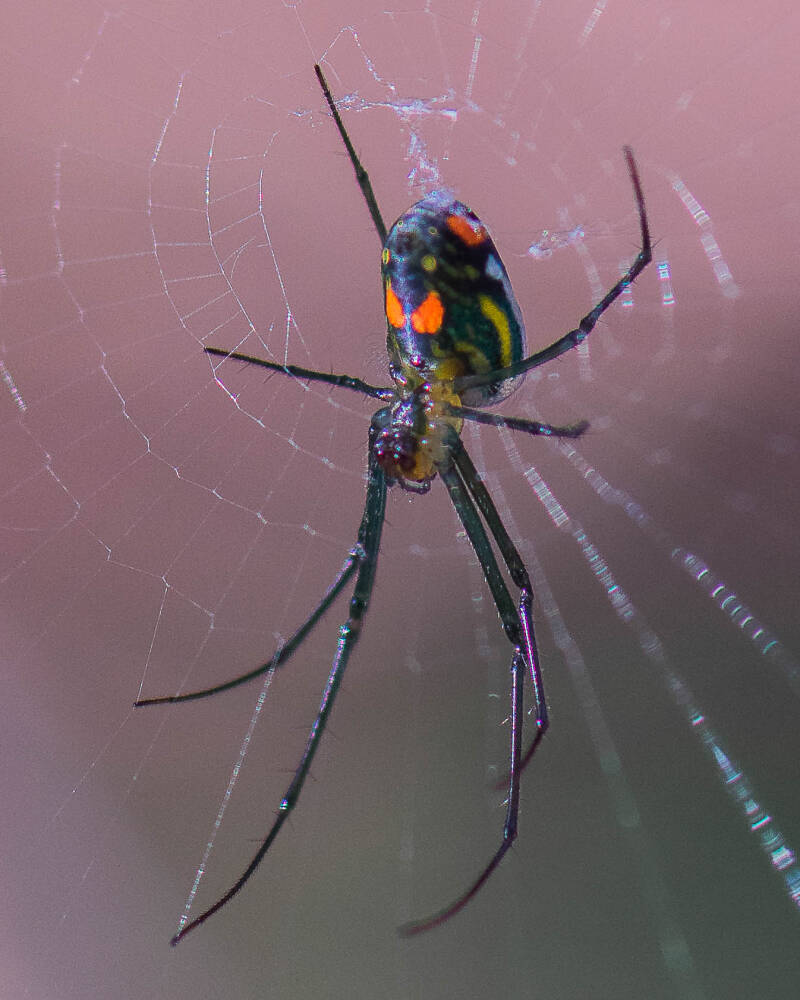 Venusta Orchard Spider (2)