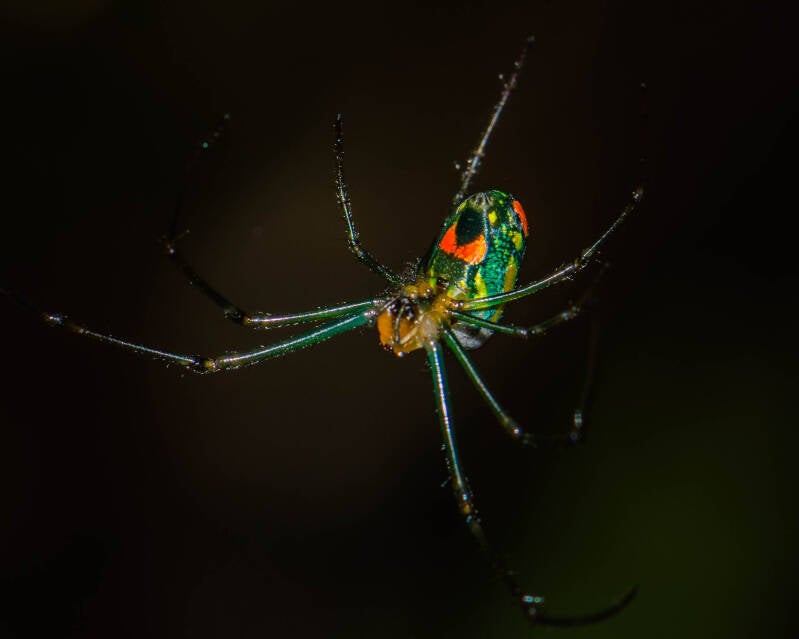 Venusta Orchard Spider (1)
