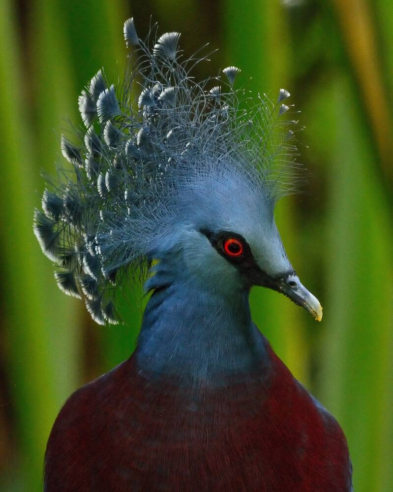 Victoria Crowned Pigeon (1)