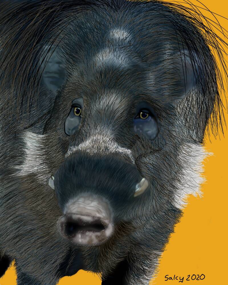 Visayan Warty Pig