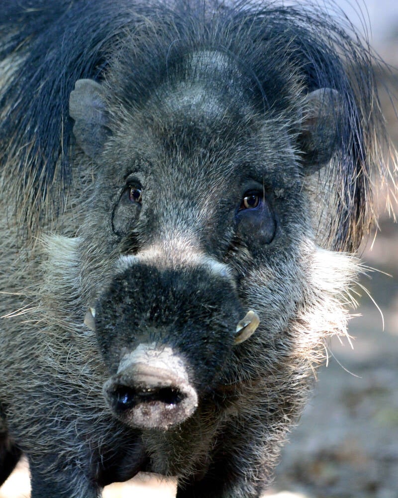 Visayan Warty Pig (1)