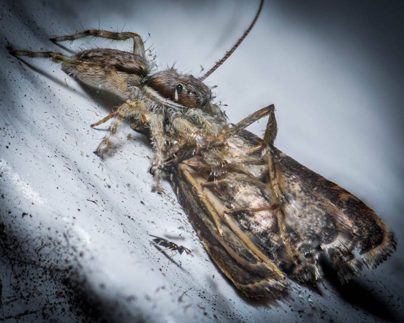 Gray Wall Jumper (4)