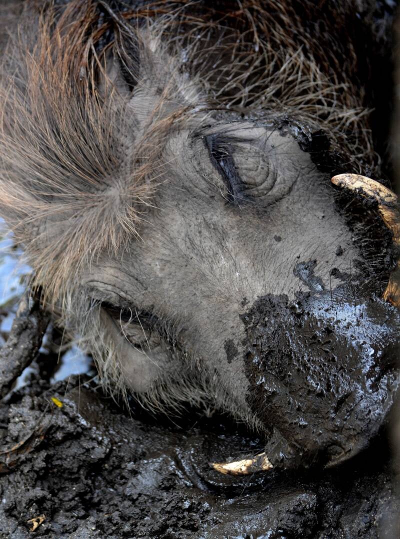 Warthog (2)