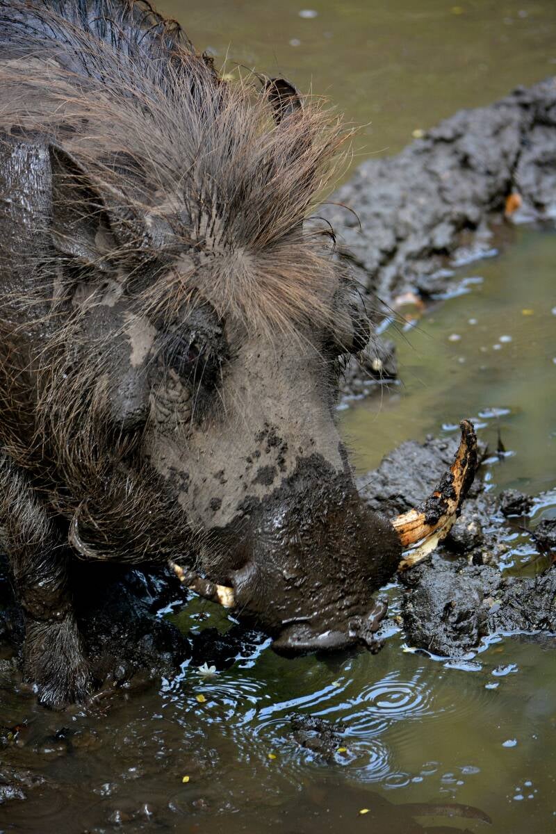 Warthog (1)