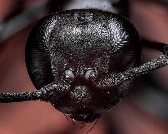 Mason Wasp (2)