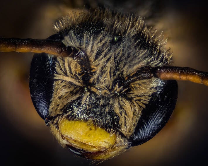 Poey's Furrow Bee (10)