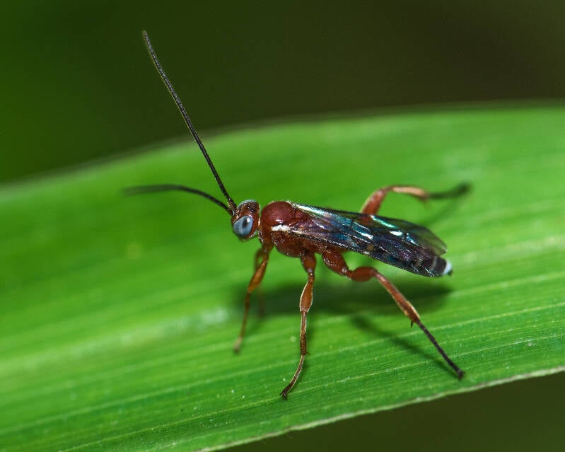 Pimpla marginella Ichneumonid Wasp (1)