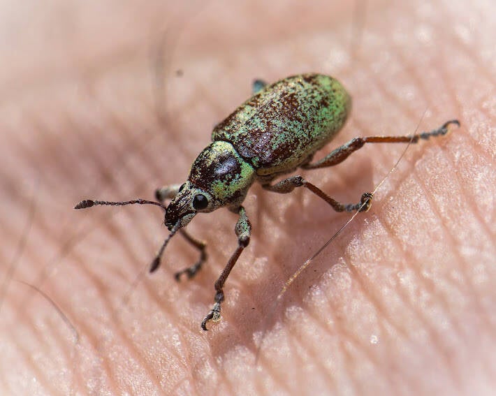 Blue-Green Root Weevil (10)