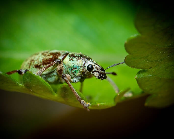 Blue-Green Root Weevil (9)