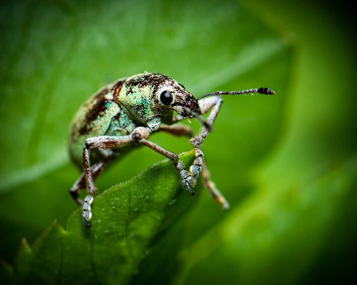 Blue-Green Root Weevil (8)