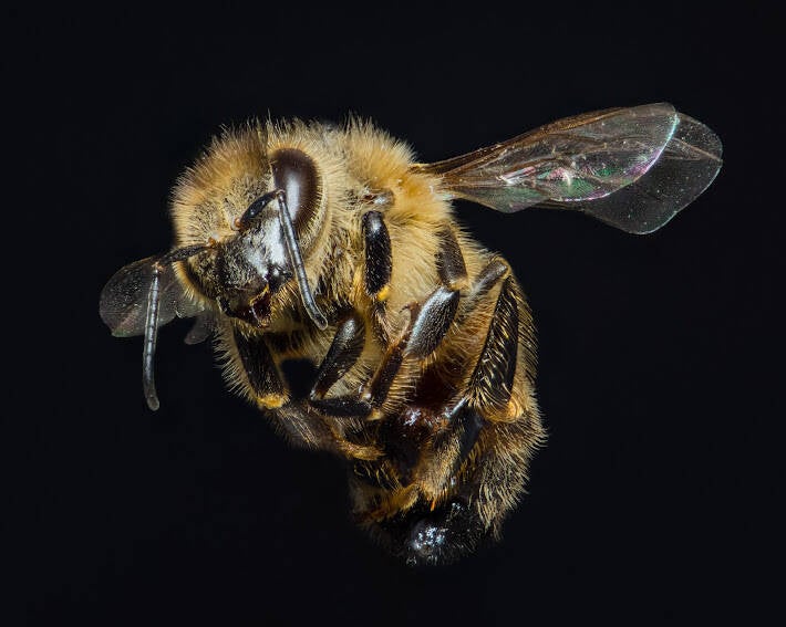 Western Honey Bee (9)