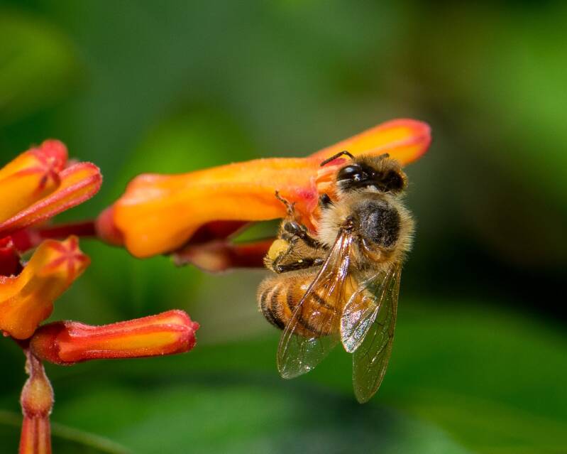 Western Honey Bee (5)