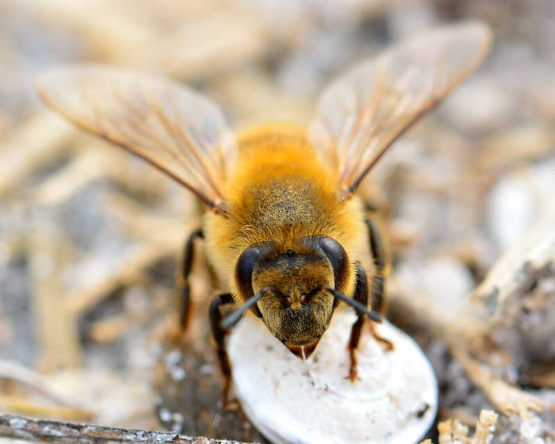Western Honey Bee (14)