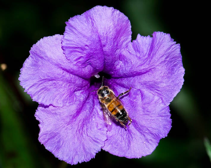 Western Honey Bee (13)