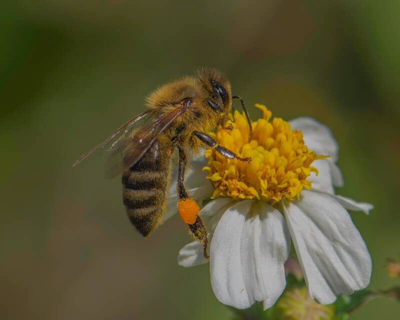 Western Honey Bee (12)