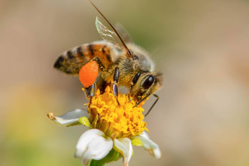 Western Honey Bee (15)