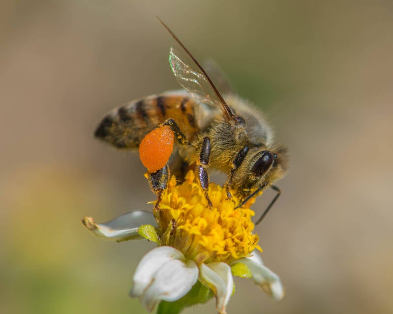 Western Honey Bee (6)