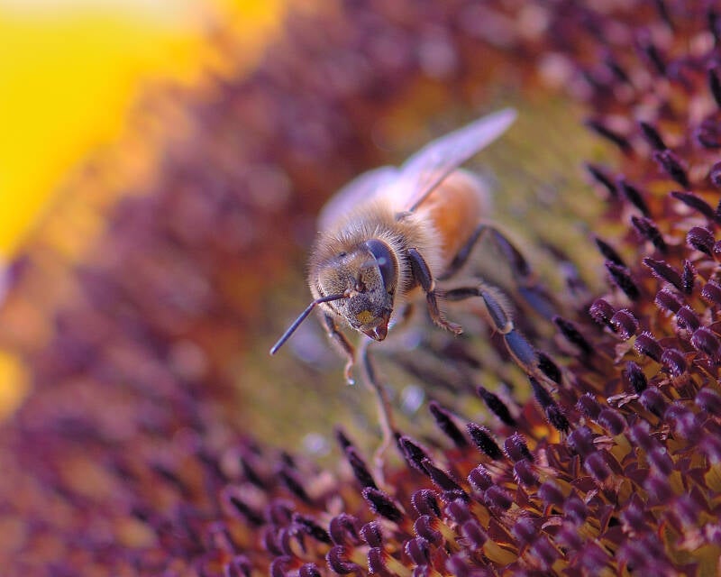 Western Honey Bee (10)