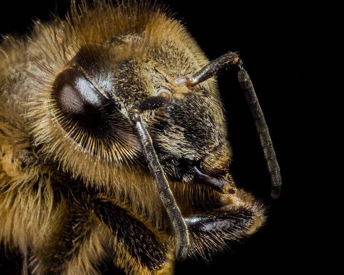 Western Honey Bee (8)