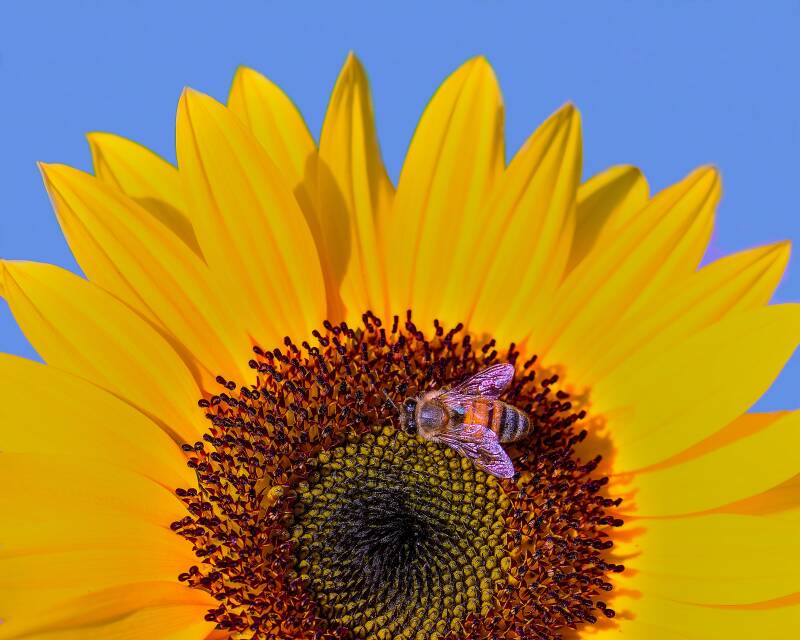 Western Honey Bee (1)
