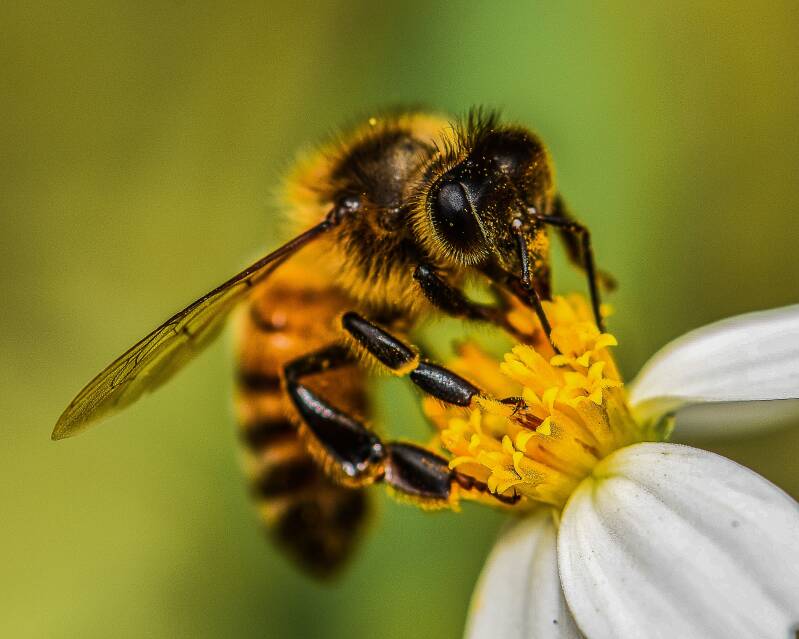 Western Honey Bee (2)