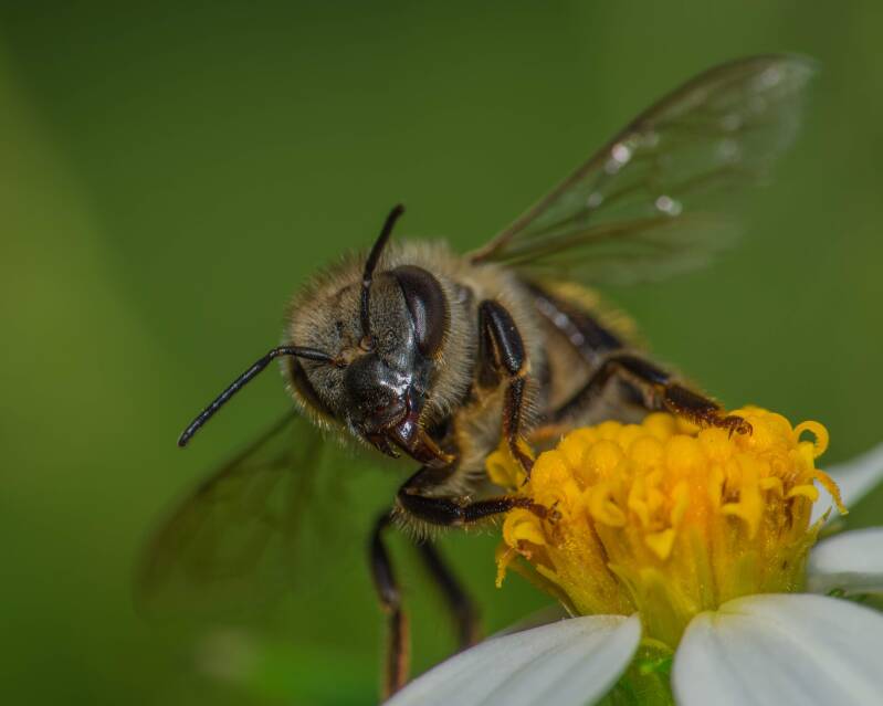 Western Honey Bee (4)