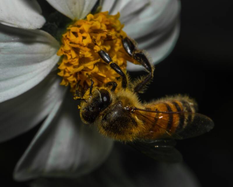 Western Honey Bee (3)