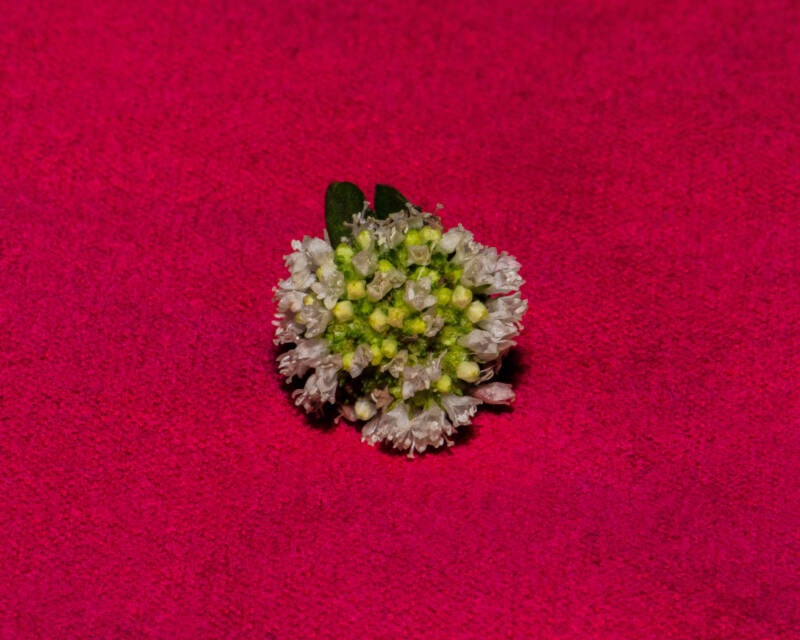 False Shrubby Buttonweed (1)