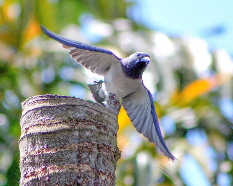 White-Breasted Woodswallow (2)