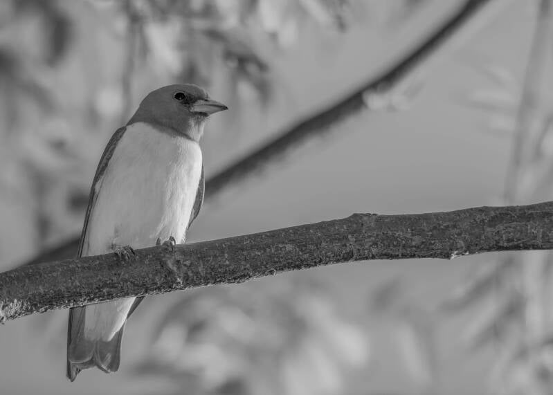 White-Breasted Woodswallow (1)