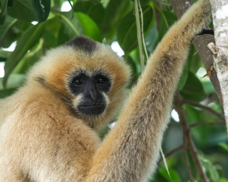 White-Cheeked Gibbon (6)