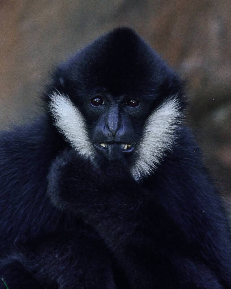 White-Cheeked Gibbon (3)