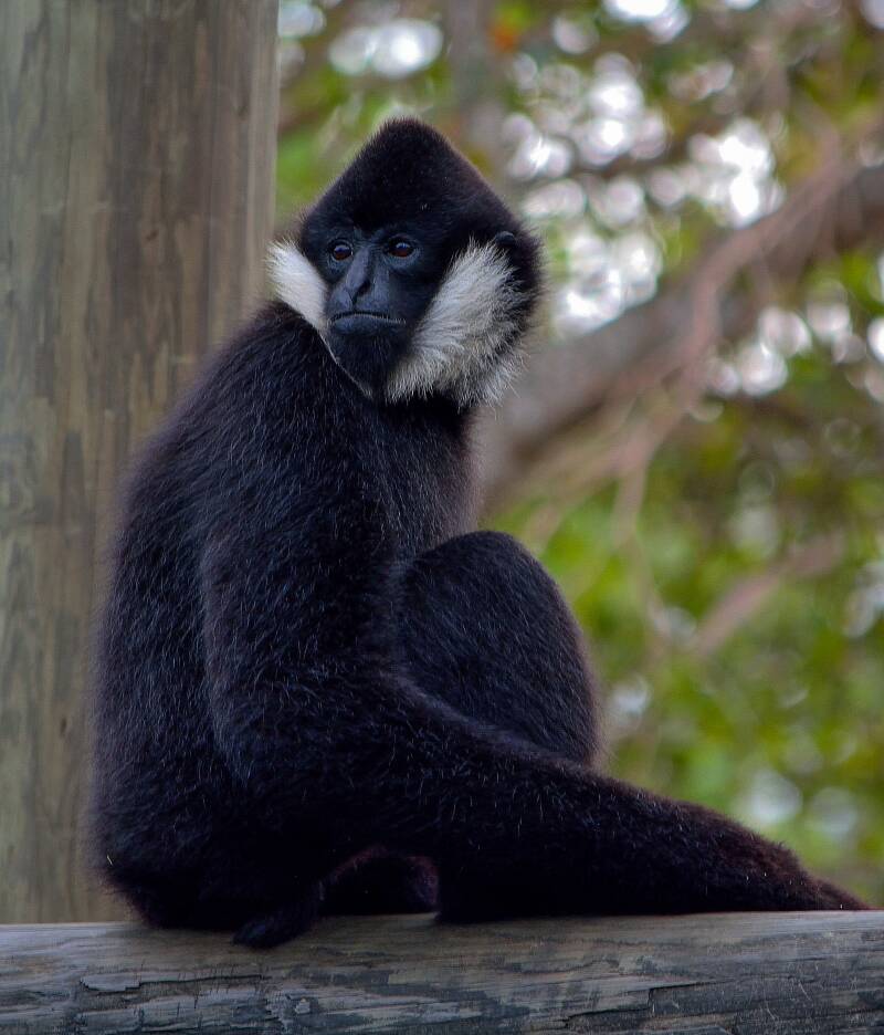 White-Cheeked Gibbon (2)